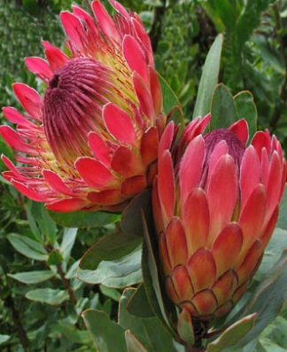 ProTea Botan US, INC