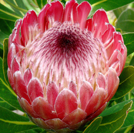 ProTea Botan US, INC