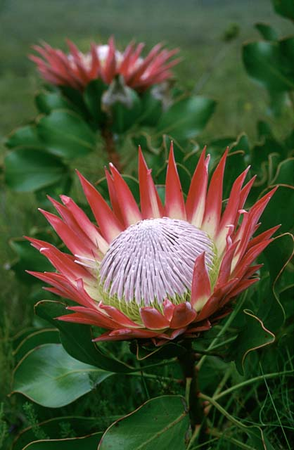 ProTea Botan US, INC